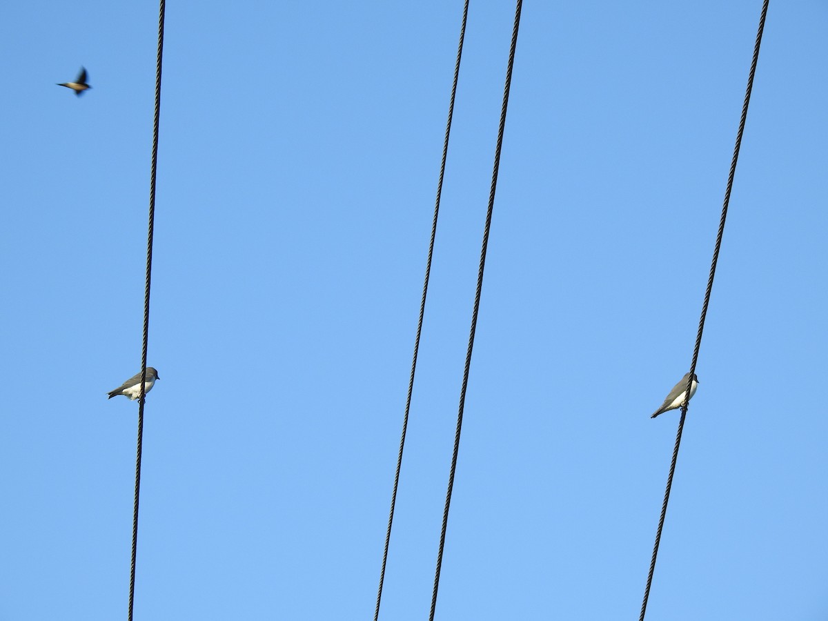 Australian Swiftlet - ML620631750