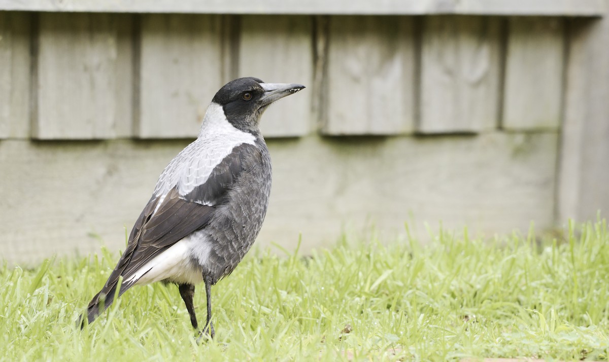 Australian Magpie - ML620631751