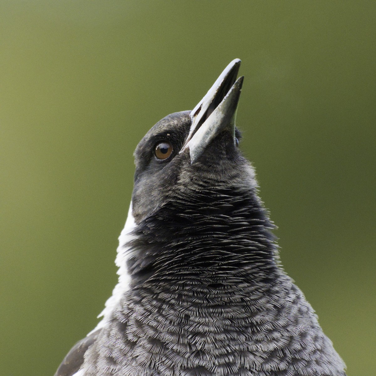 Australian Magpie - ML620631753