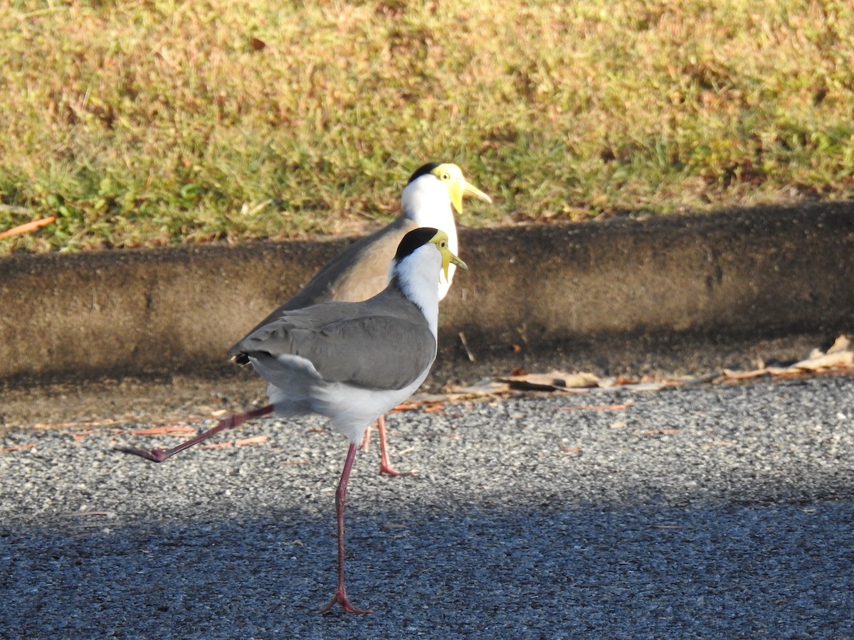 Masked Lapwing - ML620631754