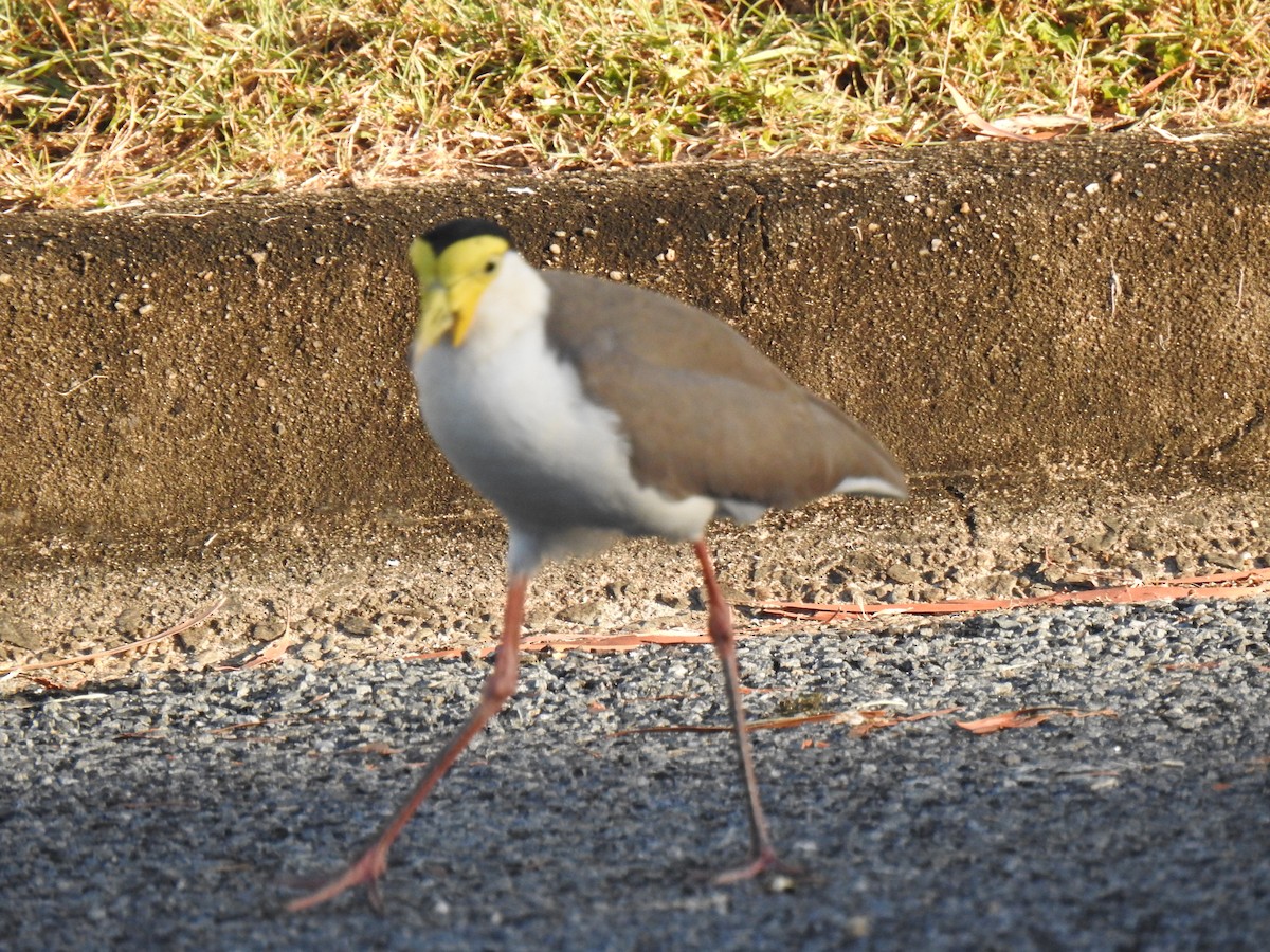 Masked Lapwing - ML620631756