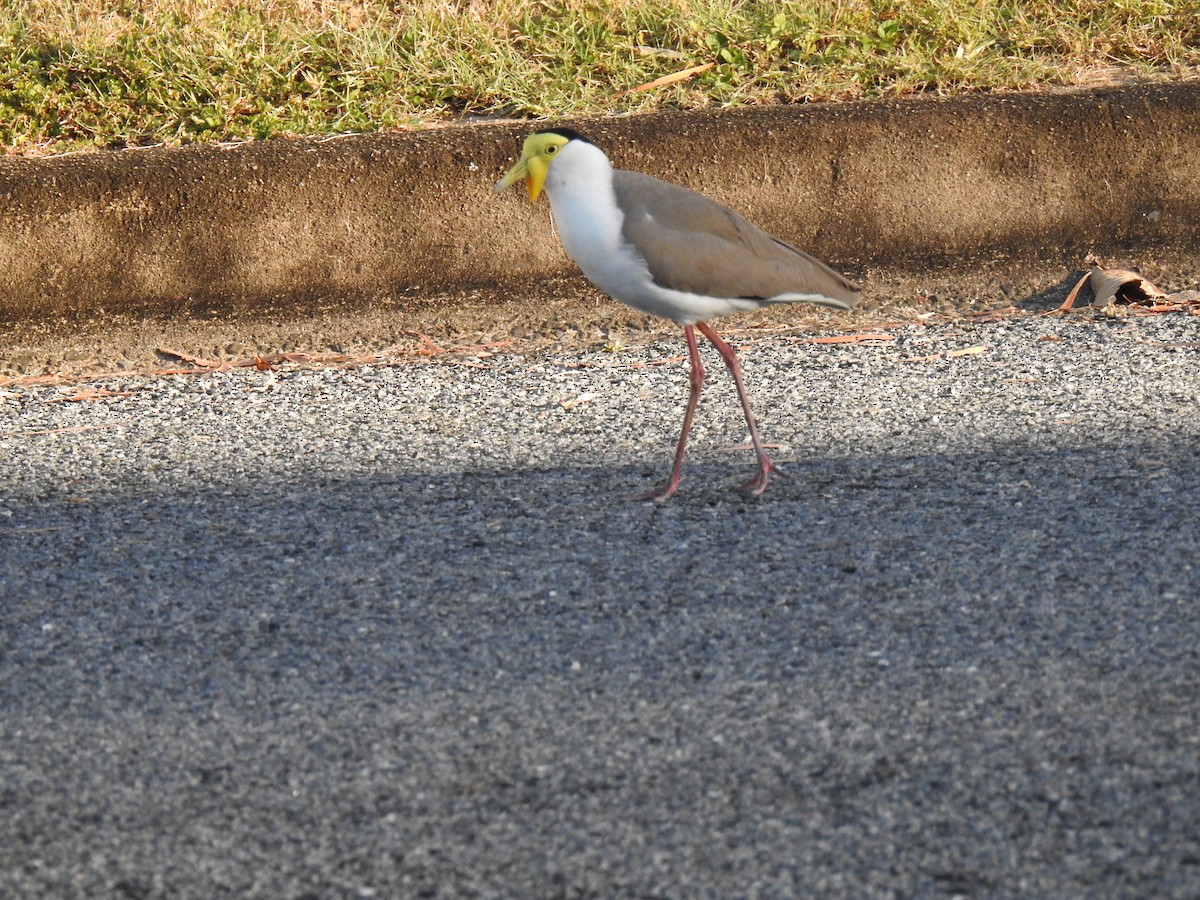 Masked Lapwing - ML620631757