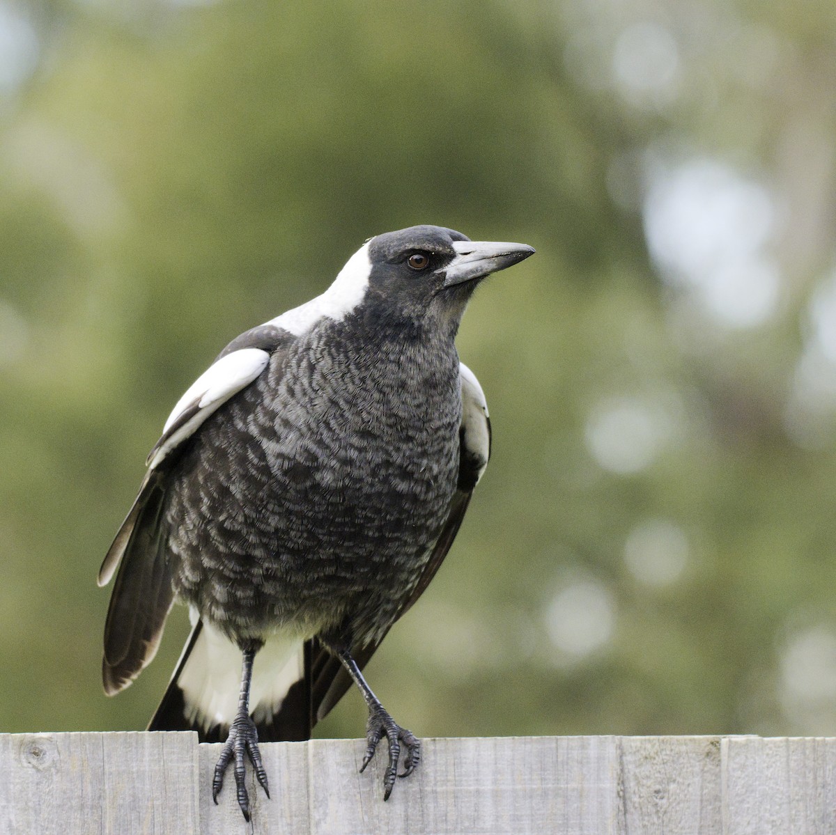 Australian Magpie - ML620631759