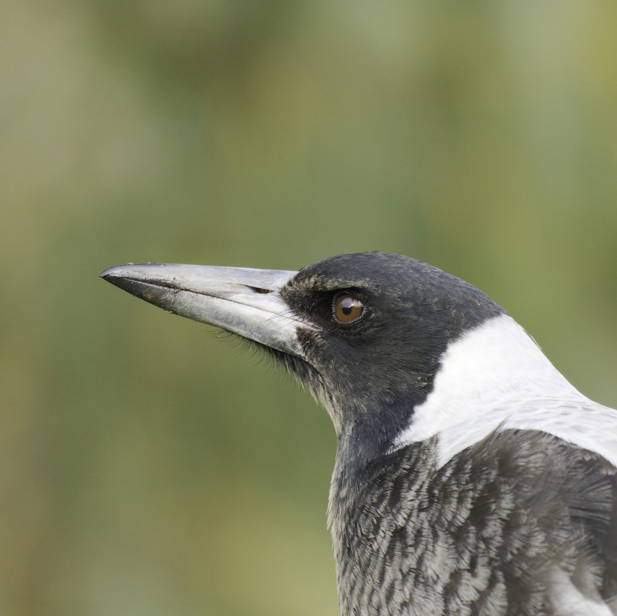 Australian Magpie - ML620631760