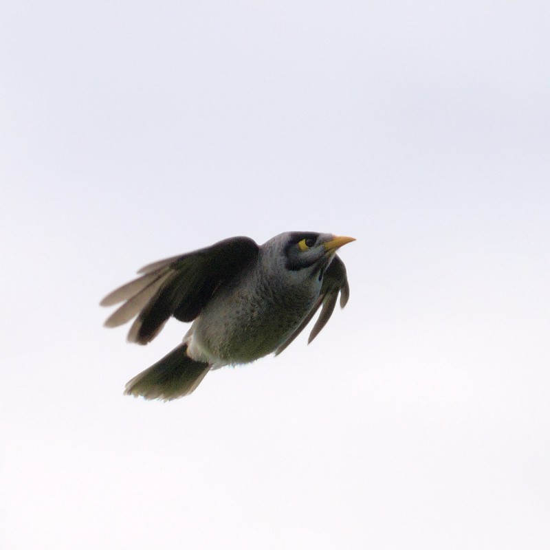 Noisy Miner - ML620631761