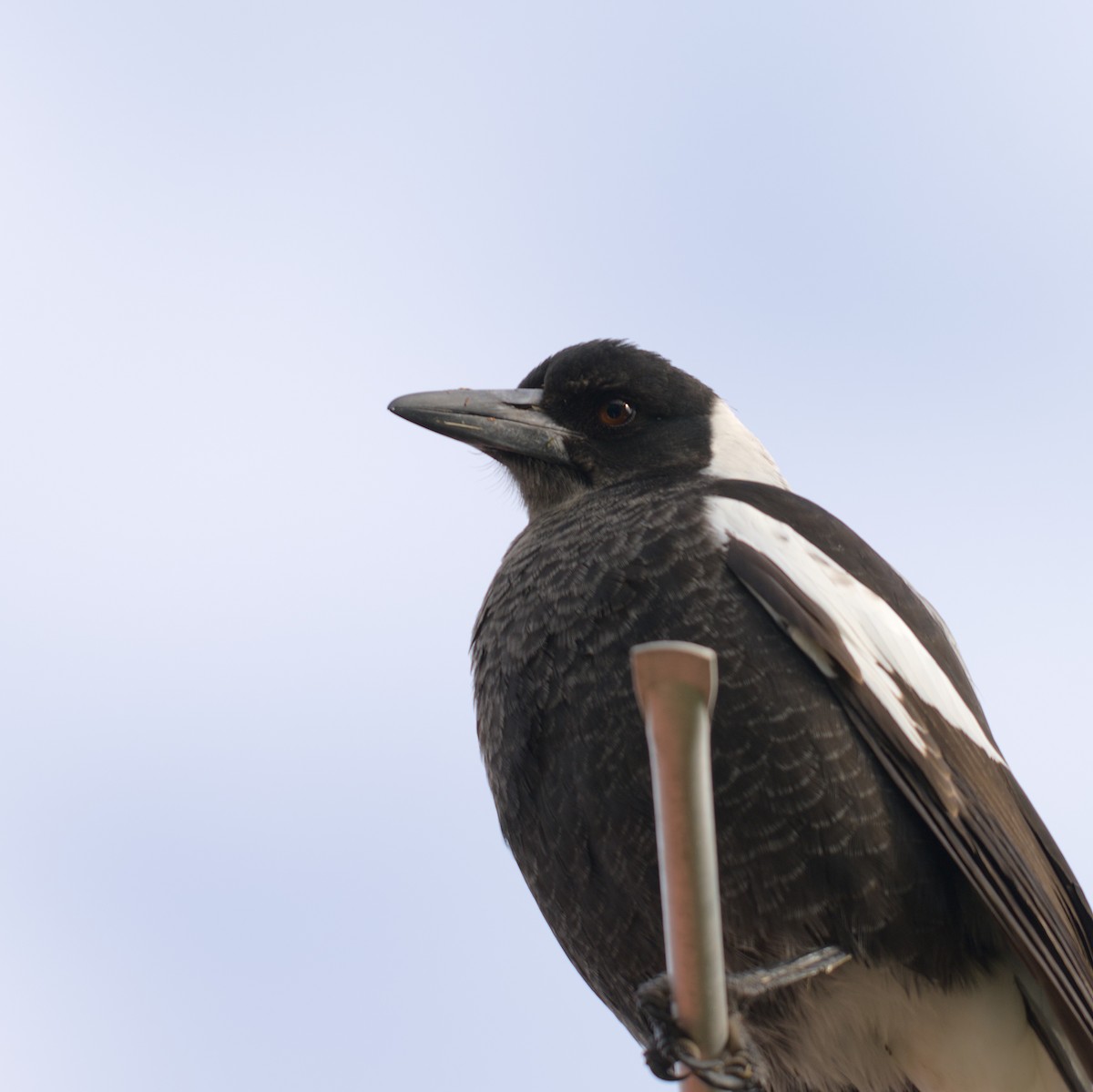 Australian Magpie - ML620631762