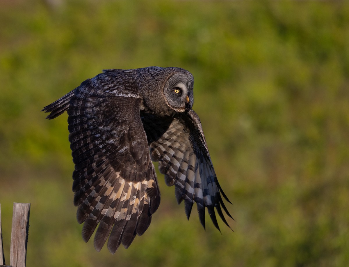 Great Gray Owl - ML620631764