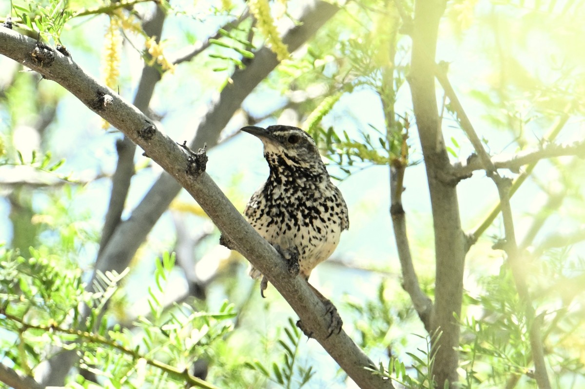 Cactus Wren - ML620631765