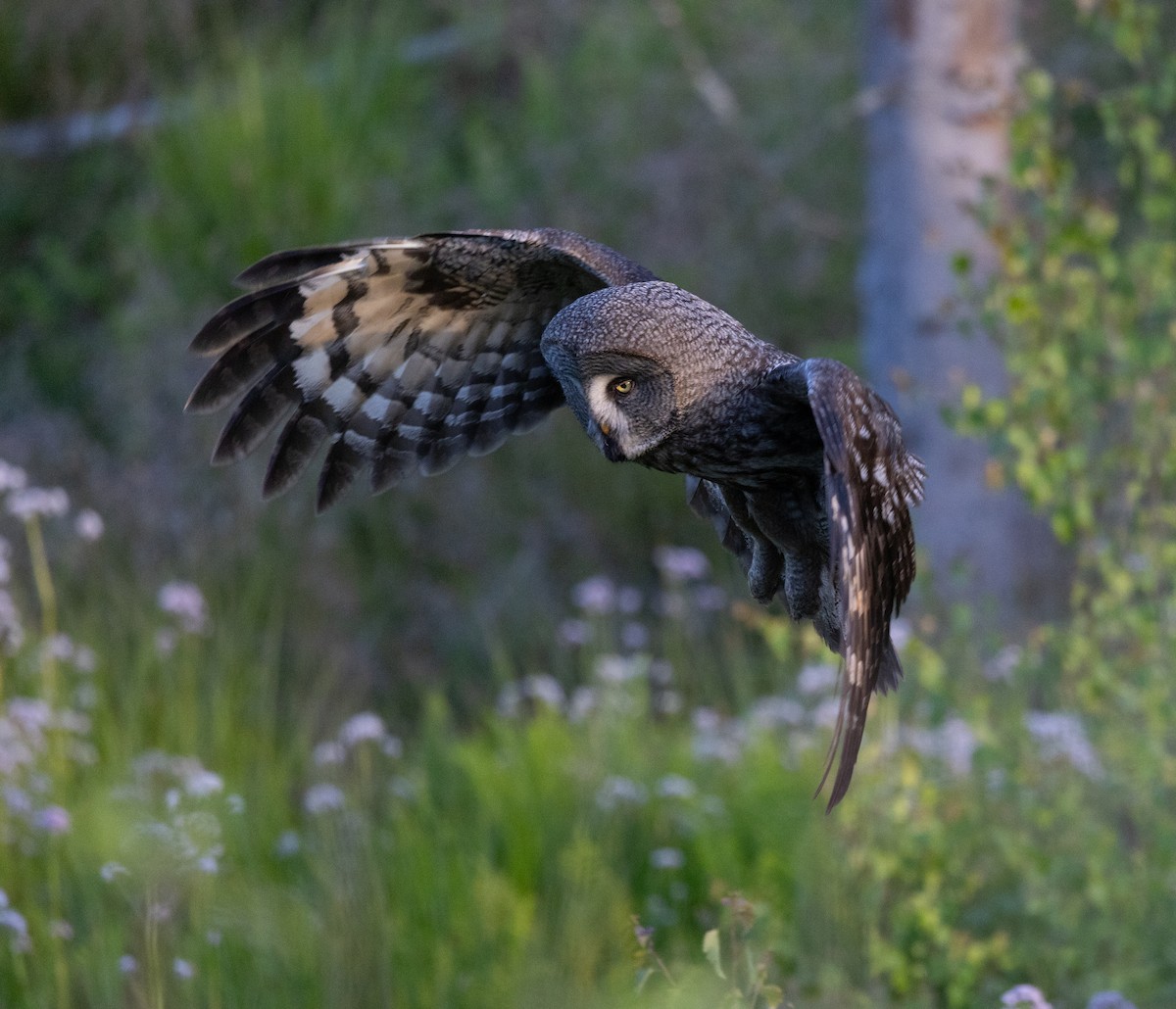 Great Gray Owl - ML620631766