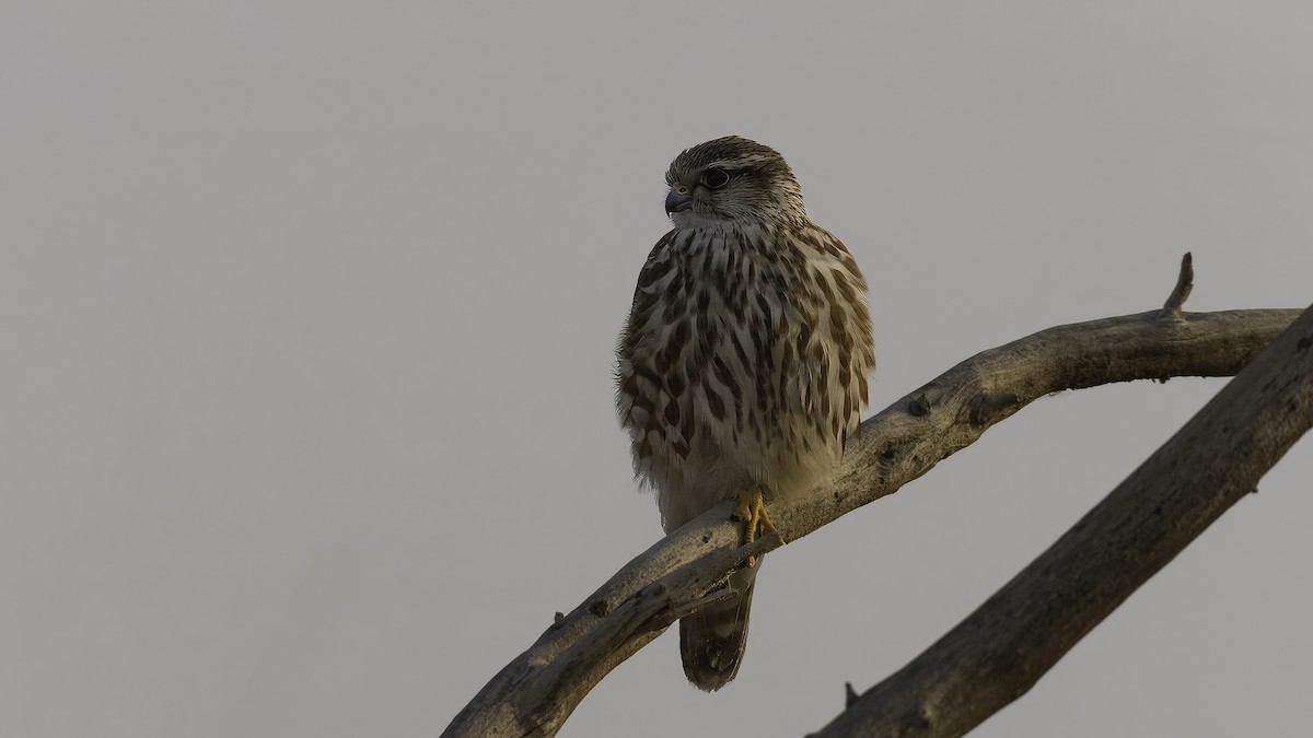 Faucon émerillon (pallidus) - ML620631768