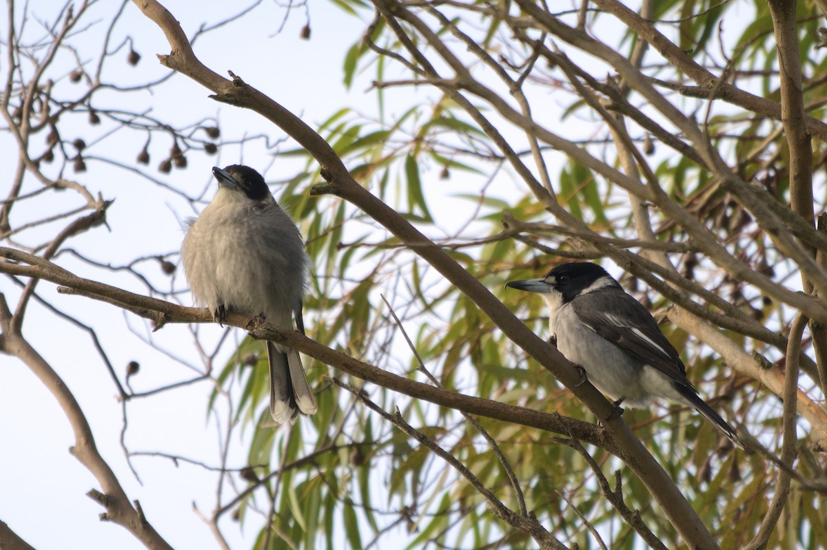 Gray Butcherbird - ML620631769