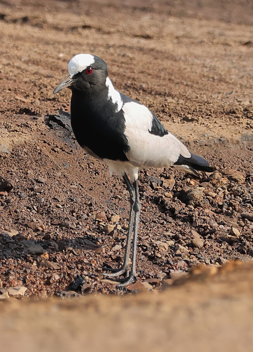 Blacksmith Lapwing - ML620631778