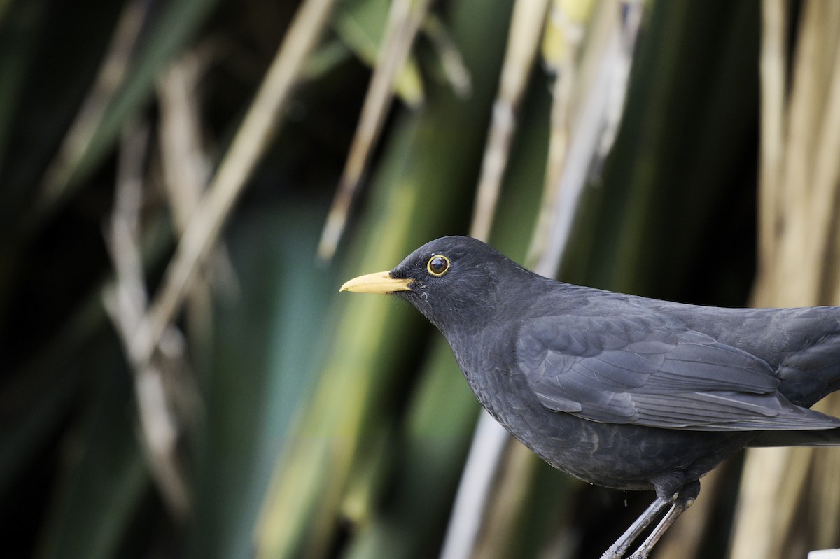 Eurasian Blackbird - ML620631779