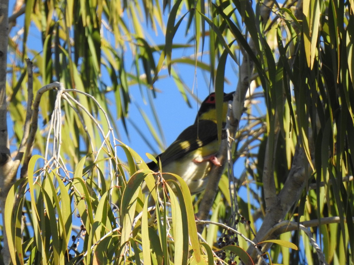 Australasian Figbird - ML620631780