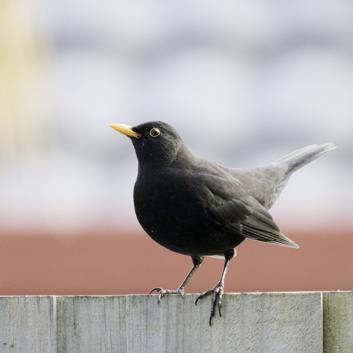 Eurasian Blackbird - ML620631781