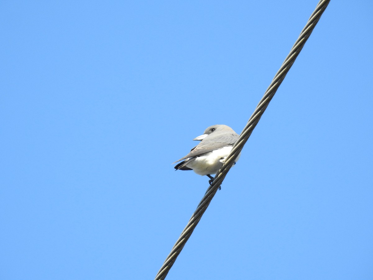 White-breasted Woodswallow - ML620631783