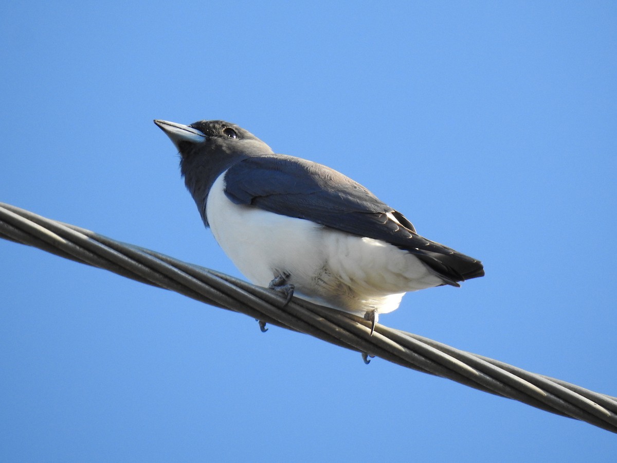 White-breasted Woodswallow - ML620631784