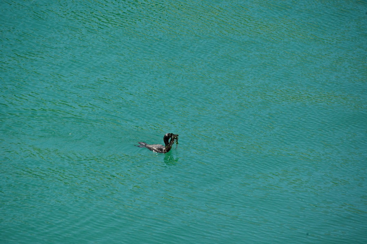 Brandt's Cormorant - ML620631785