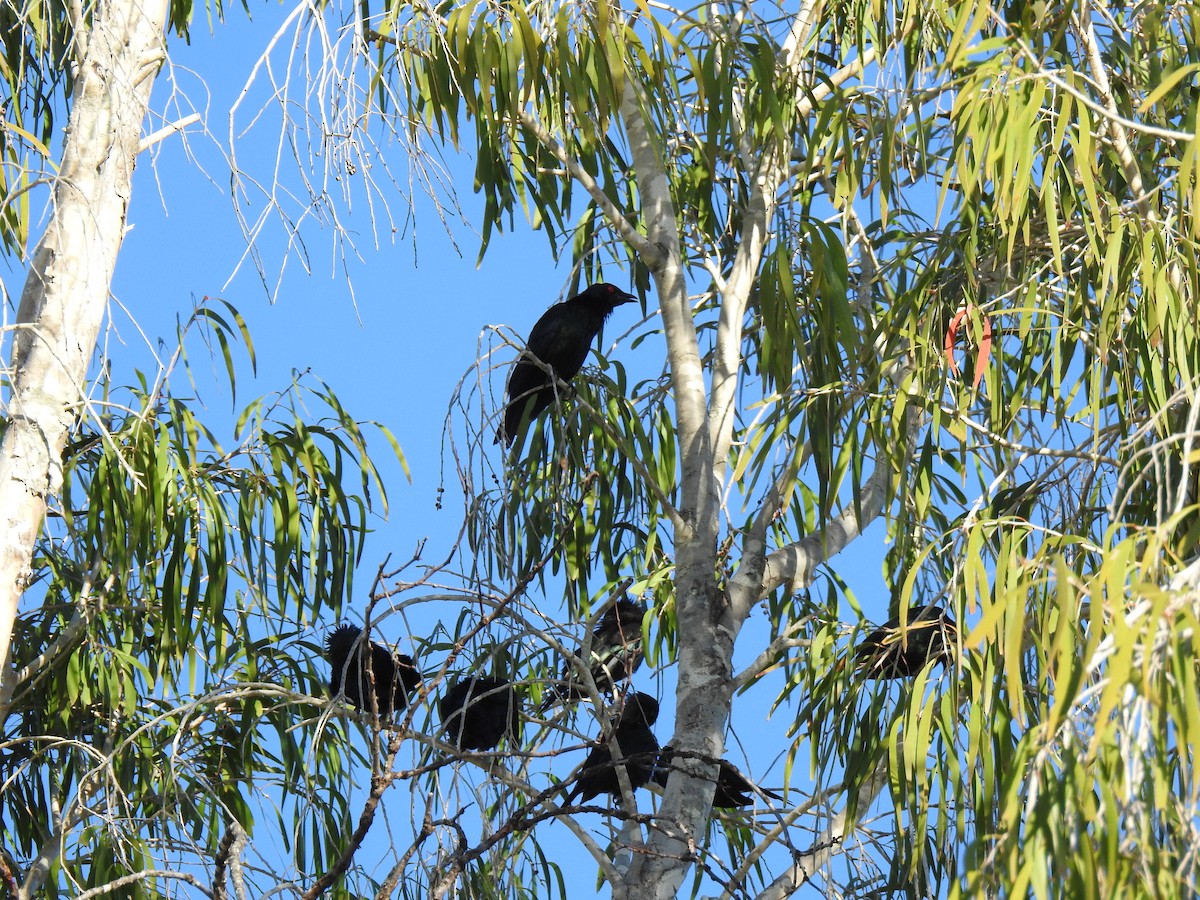 Metallic Starling - ML620631791