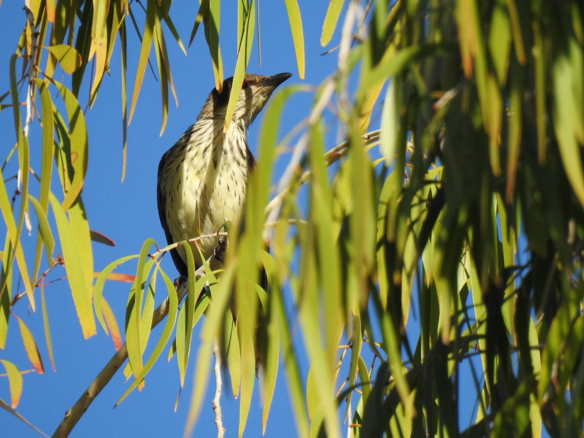 Metallic Starling - ML620631793