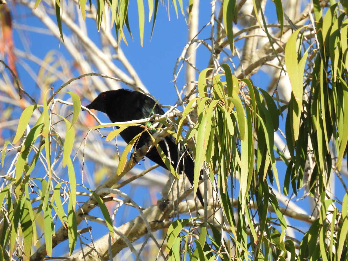 Metallic Starling - ML620631794