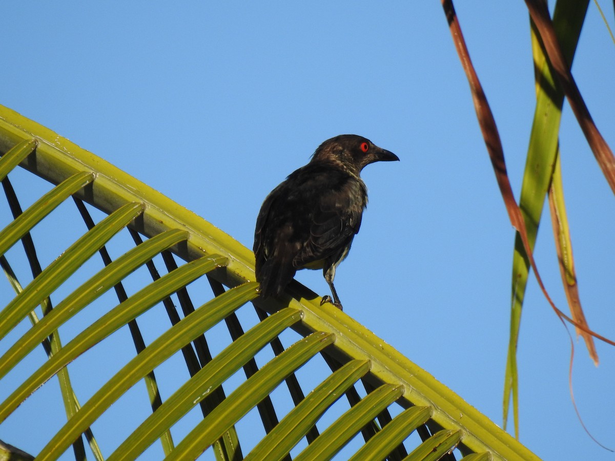 Metallic Starling - ML620631798