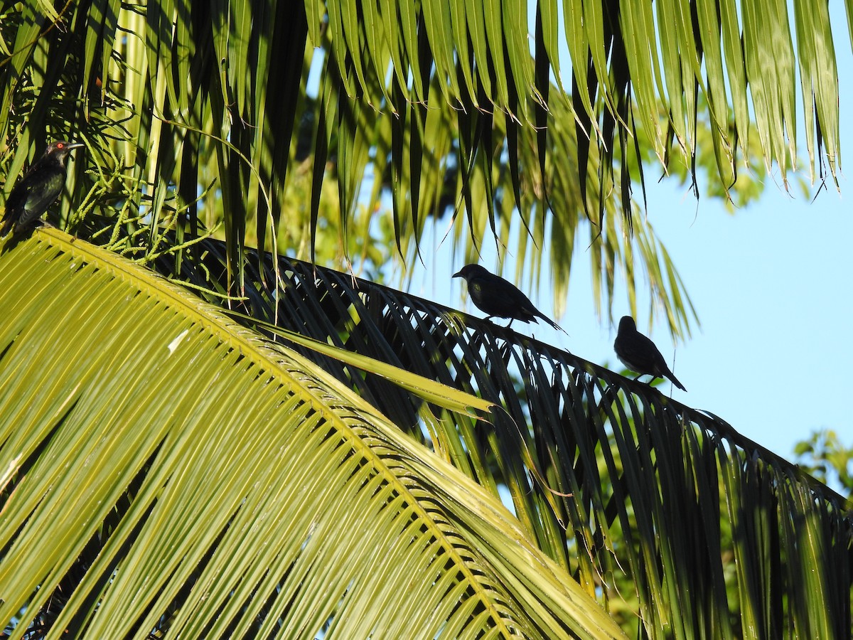 Metallic Starling - ML620631802