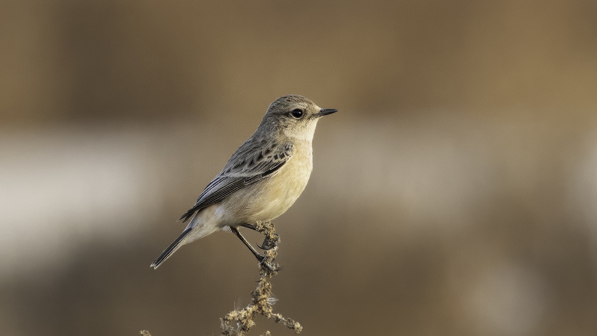 Siberian Stonechat (Caspian) - ML620631803