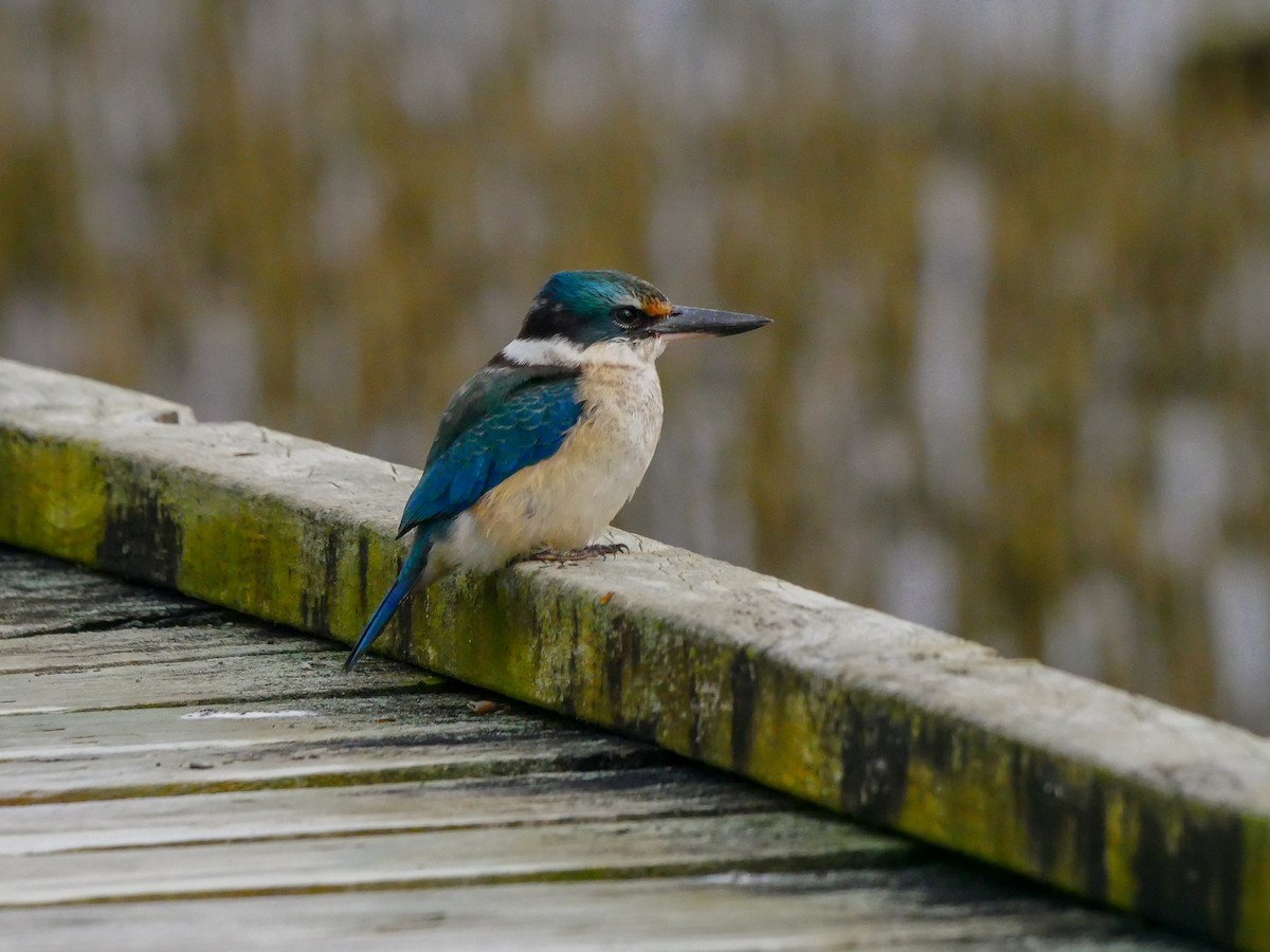 Sacred Kingfisher - ML620631804