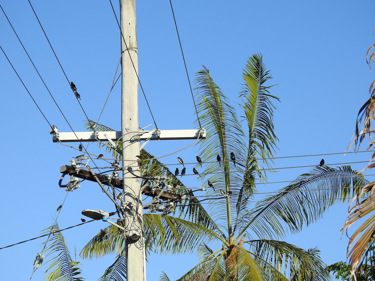 Metallic Starling - ML620631809