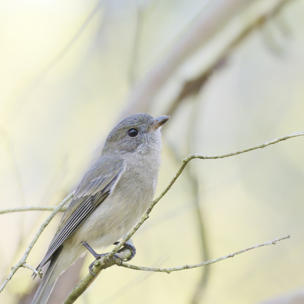 Golden Whistler - ML620631813