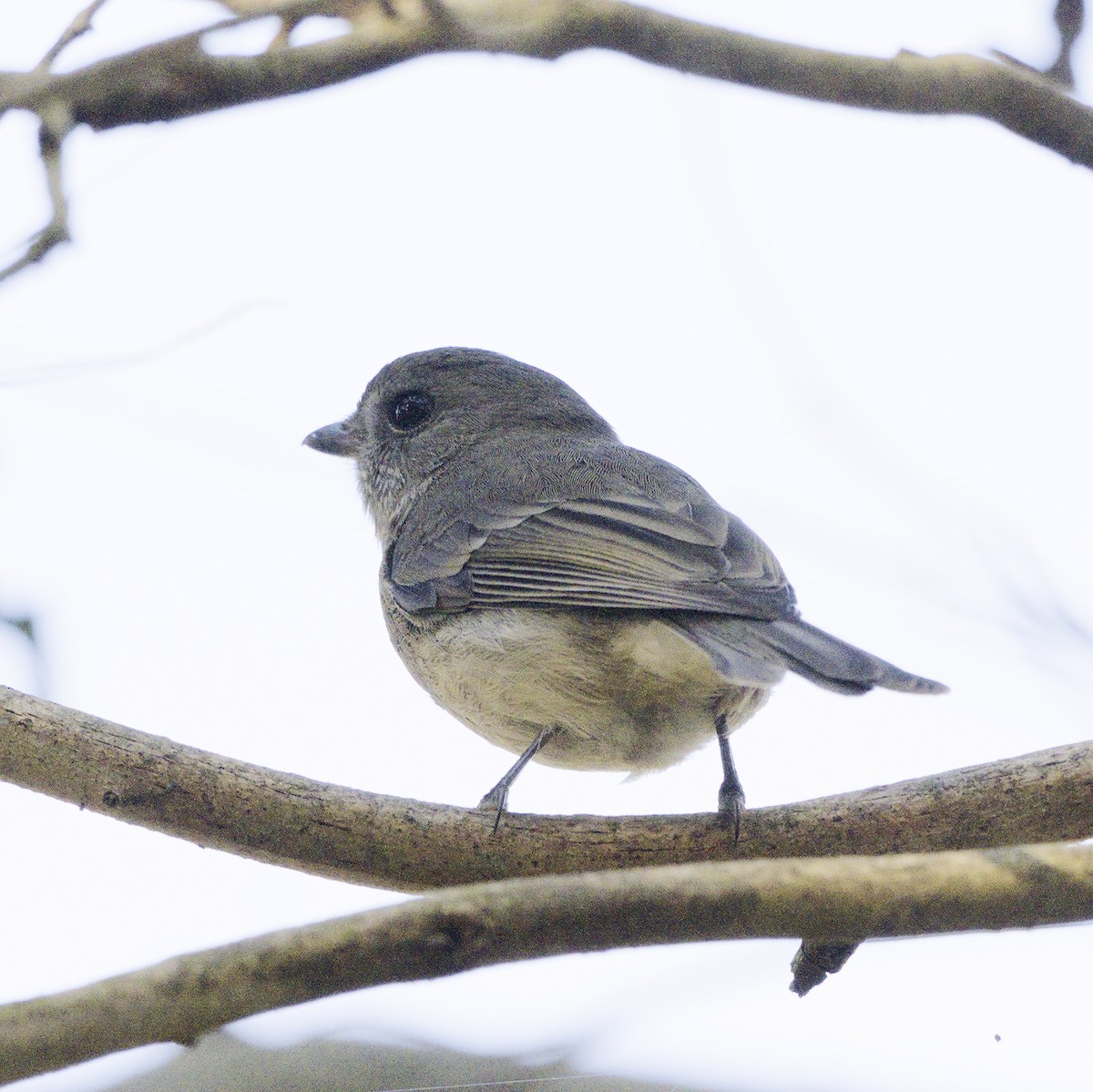 Golden Whistler - ML620631815