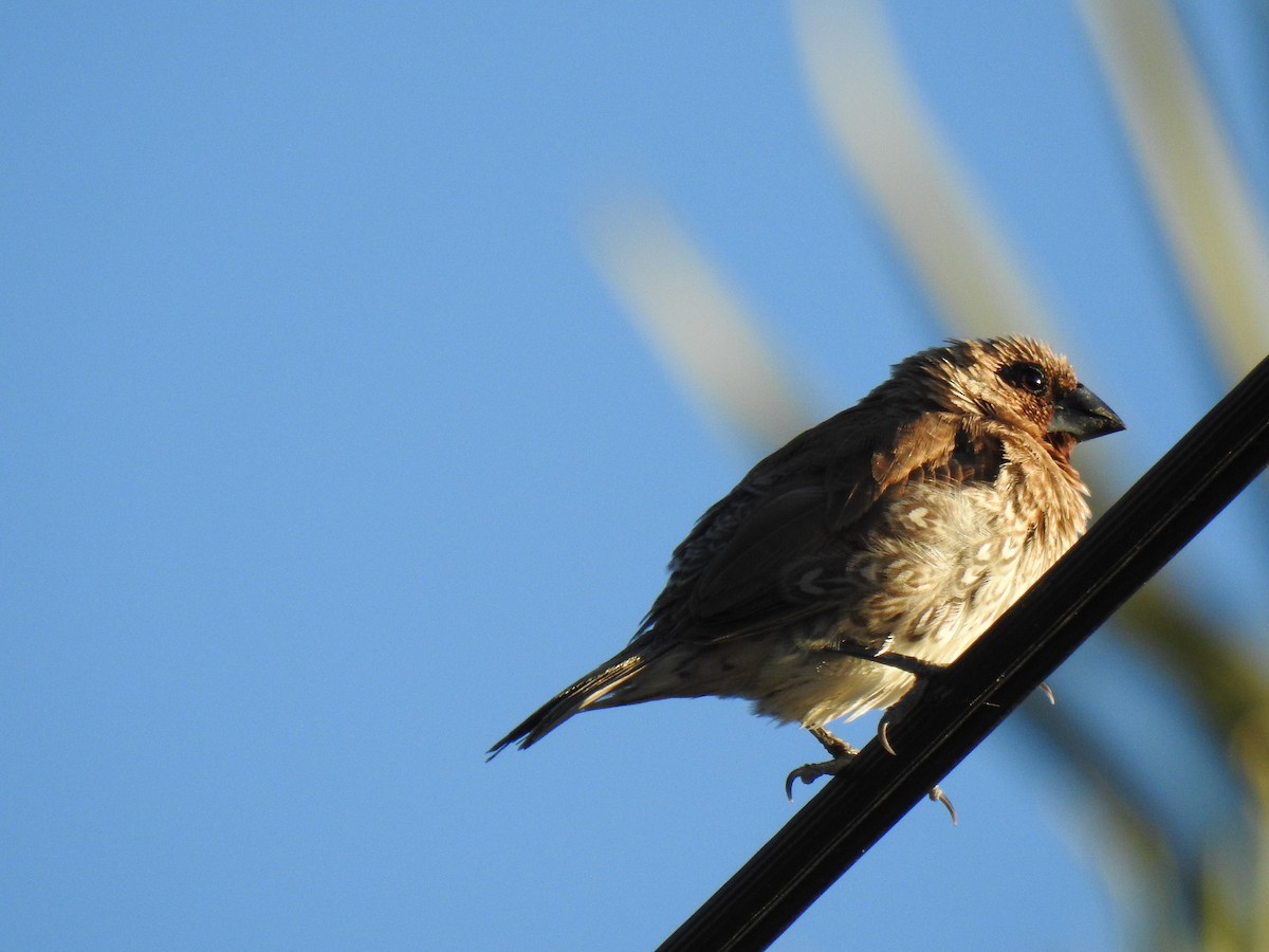 Scaly-breasted Munia - ML620631817