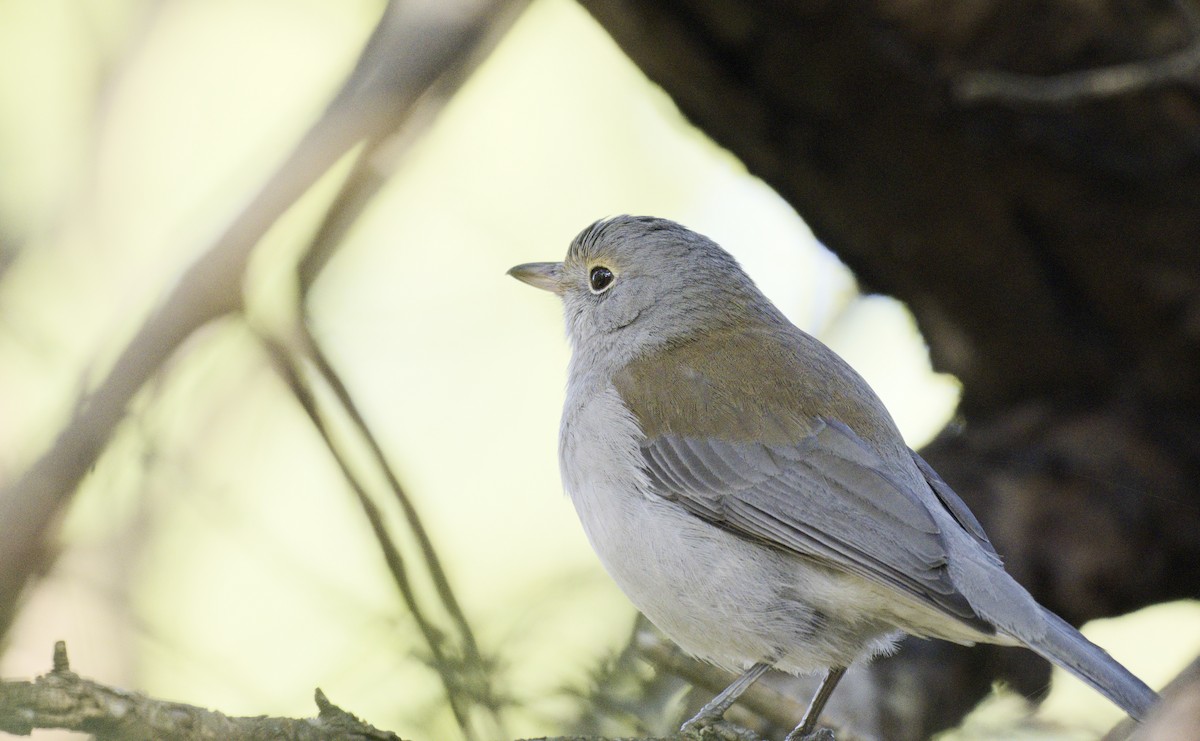 Gray Shrikethrush - ML620631829