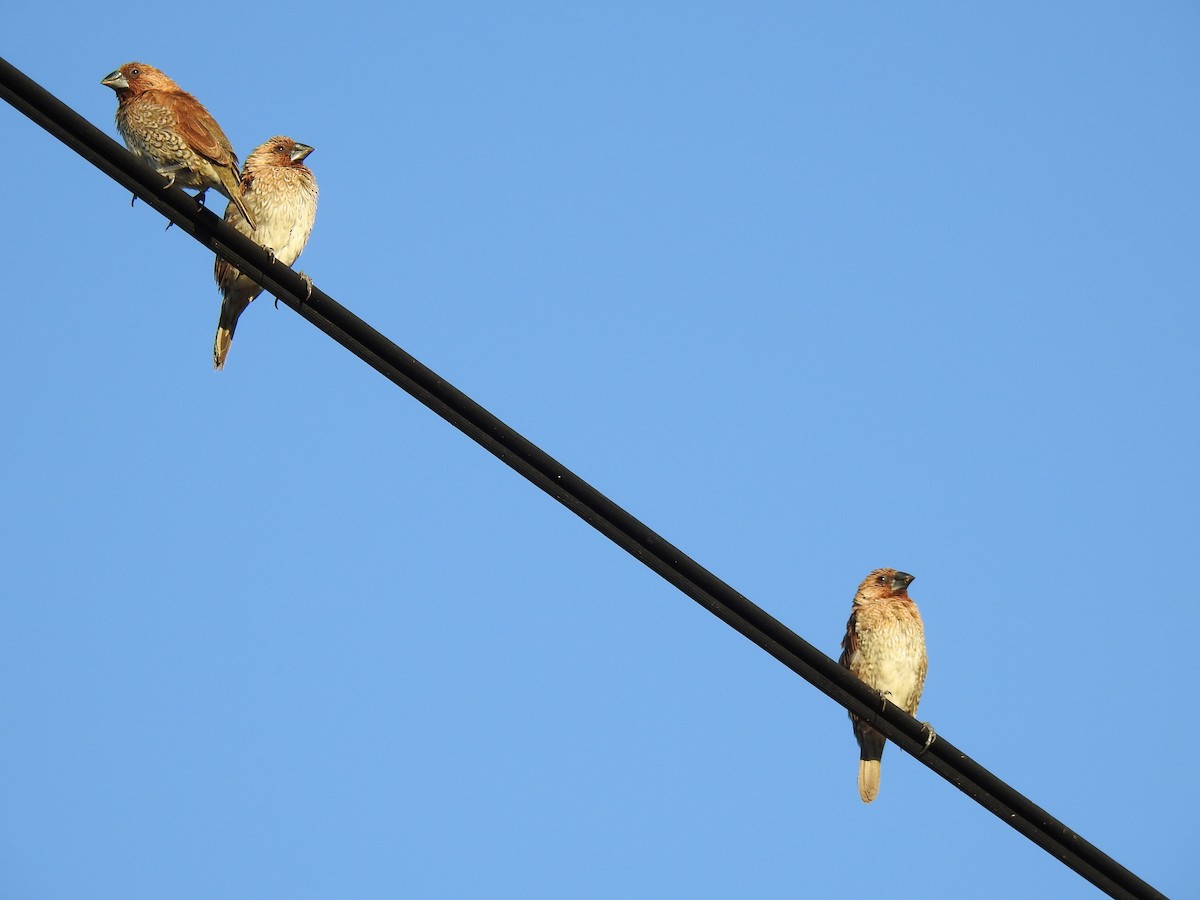 Scaly-breasted Munia - ML620631831