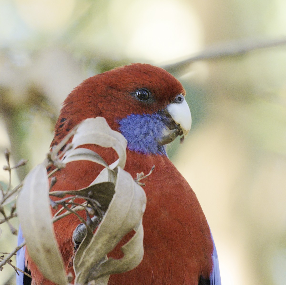 Crimson Rosella - ML620631835