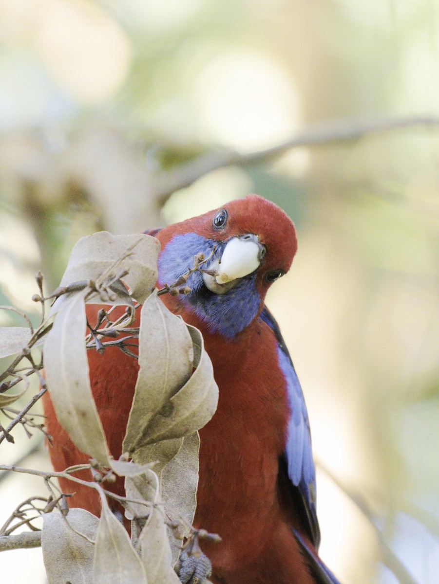 Crimson Rosella - ML620631836