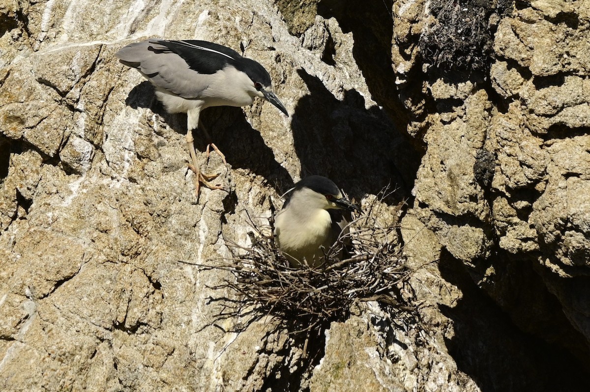 Black-crowned Night Heron - ML620631843