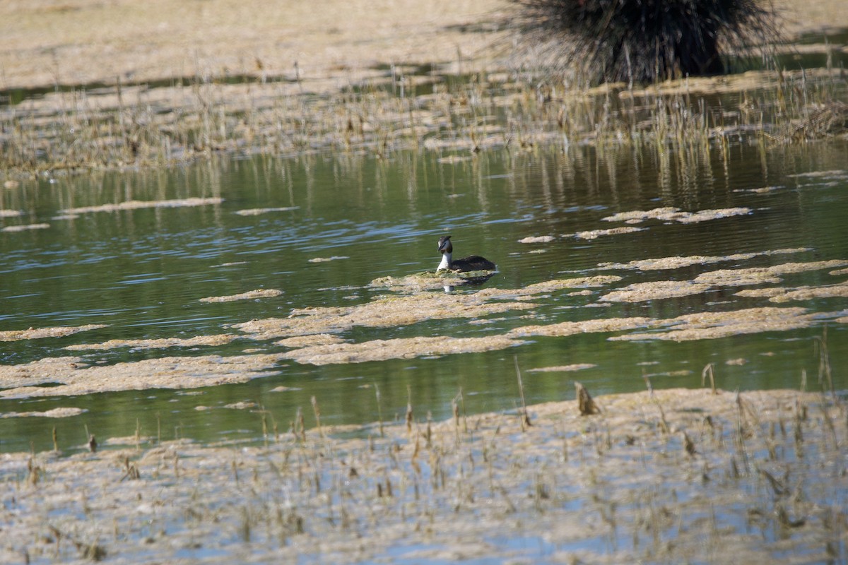 Great Crested Grebe - ML620631846