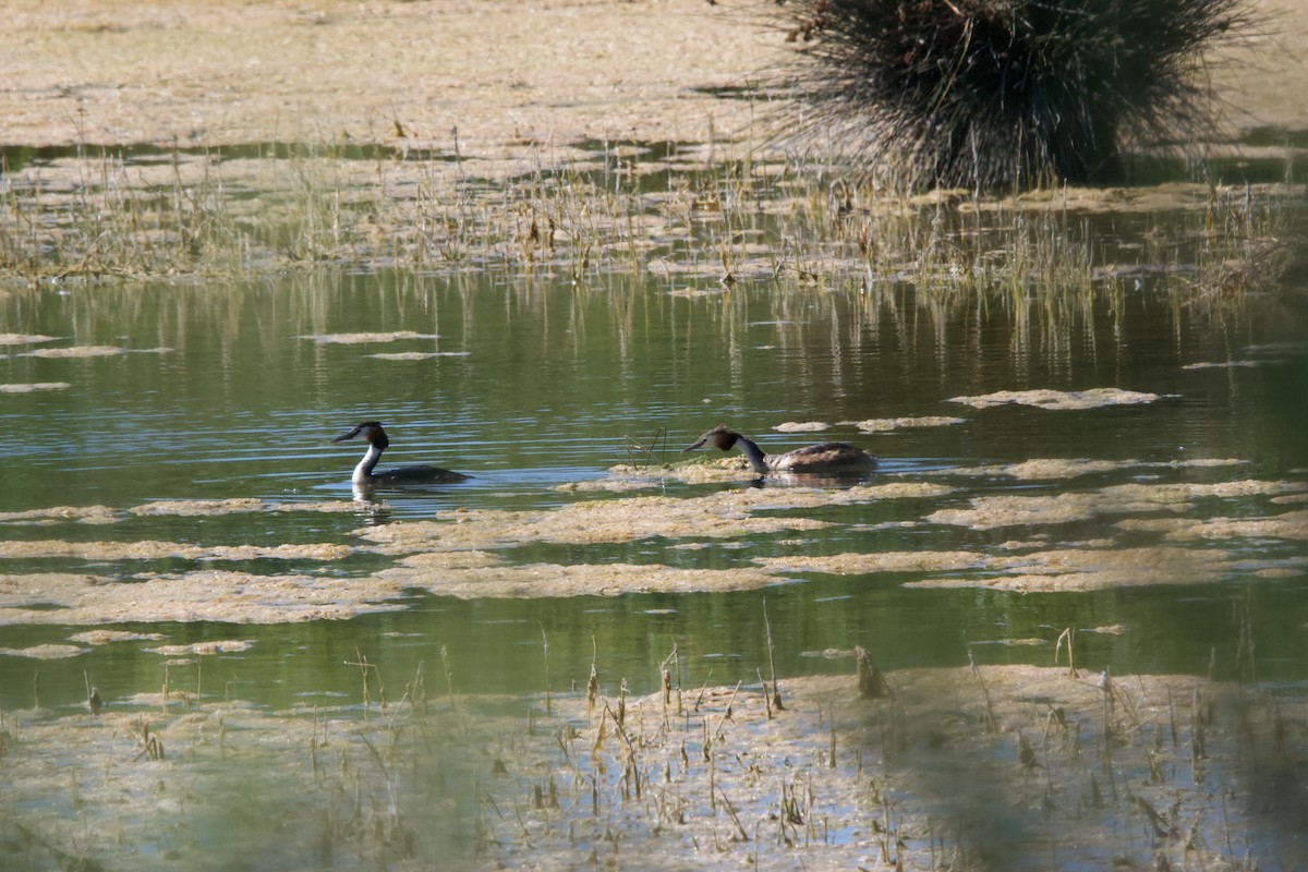 Great Crested Grebe - ML620631847