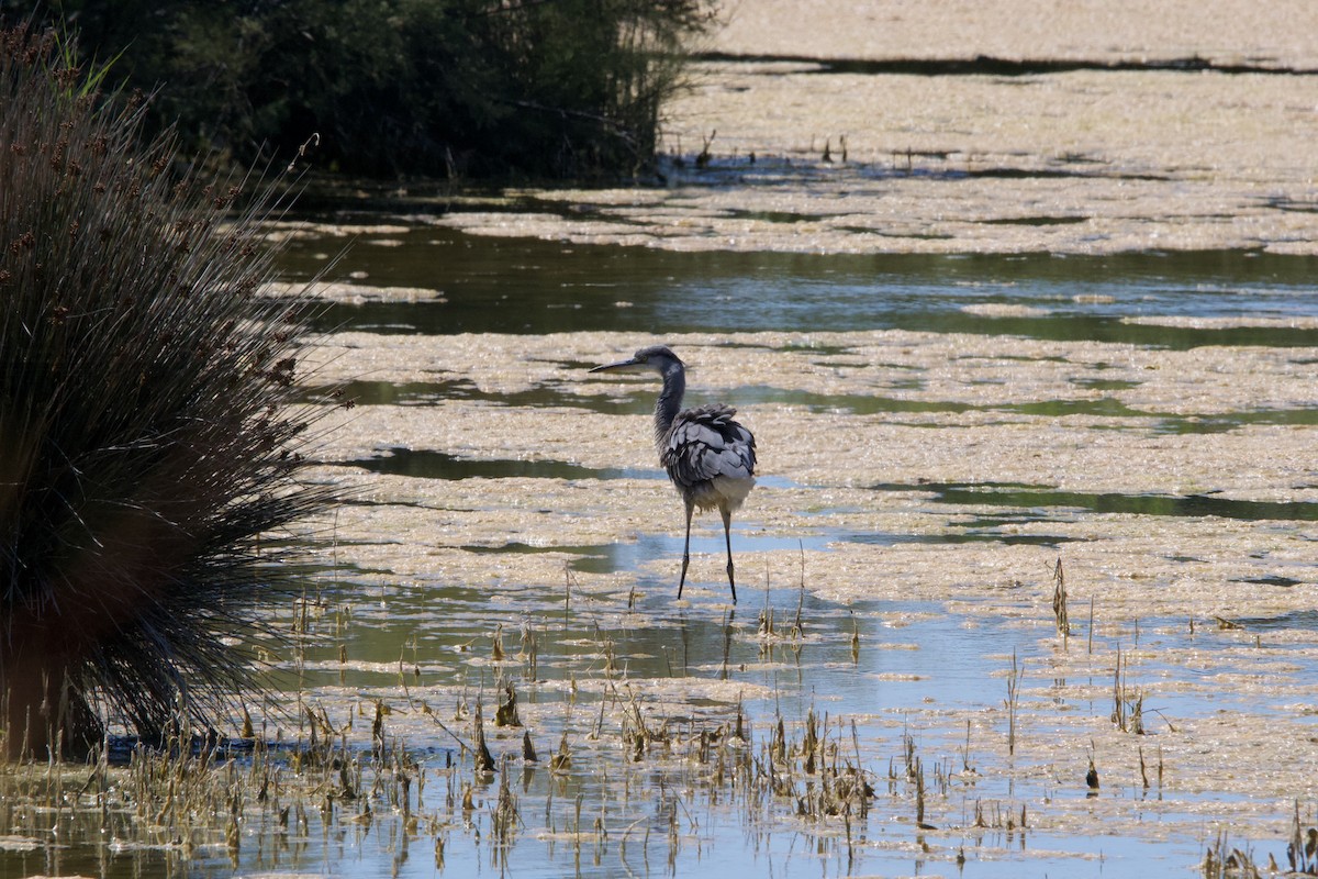 Gray Heron - ML620631858