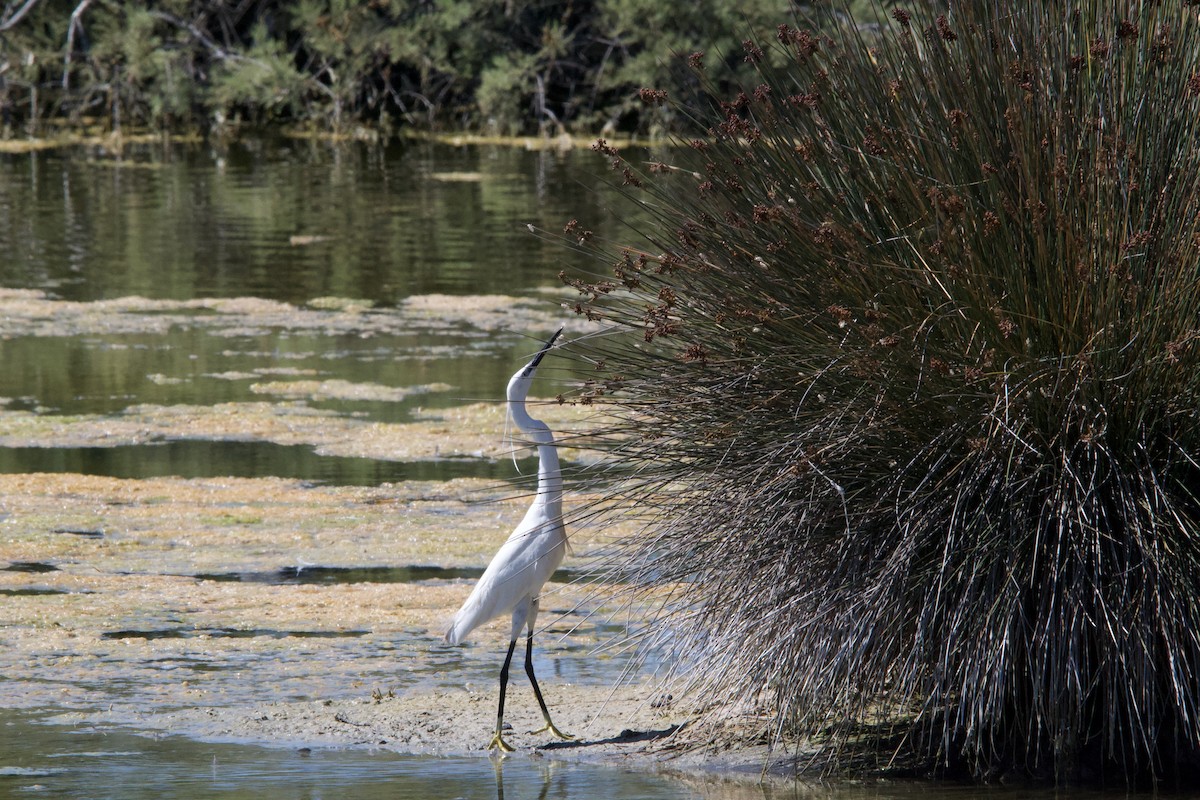 Little Egret - ML620631862