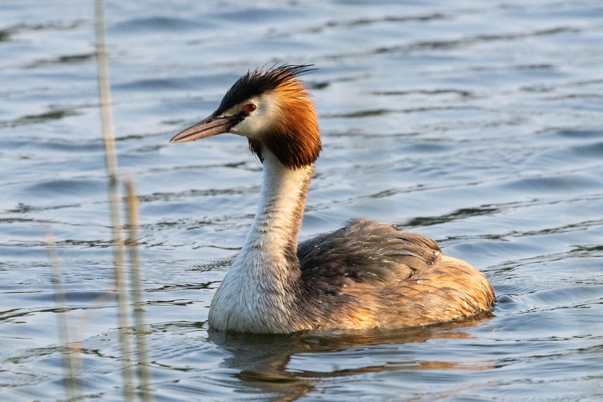Great Crested Grebe - ML620631863