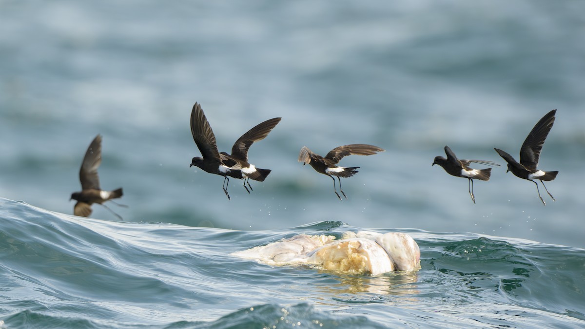 Wilson's Storm-Petrel - ML620631866