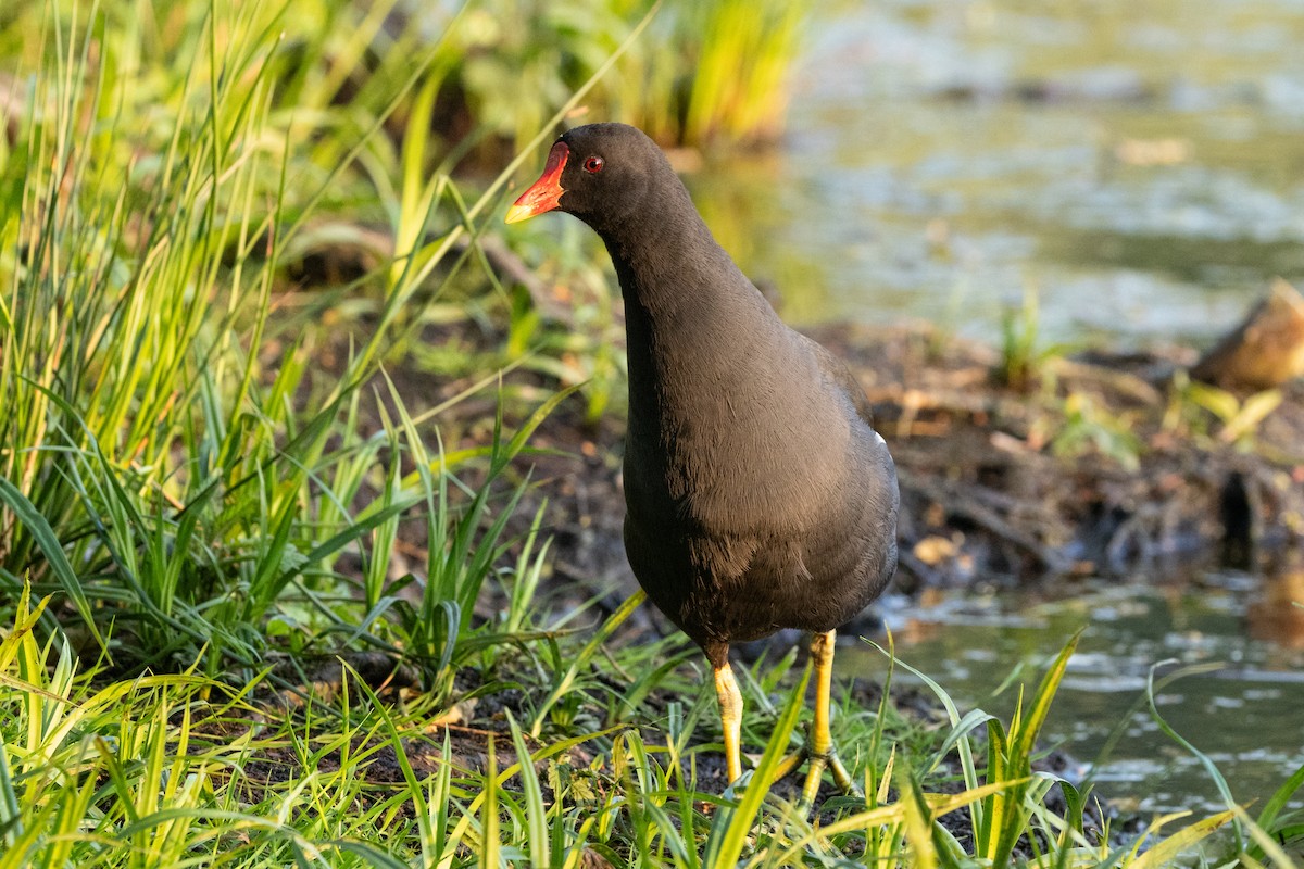 Eurasian Moorhen - ML620631875