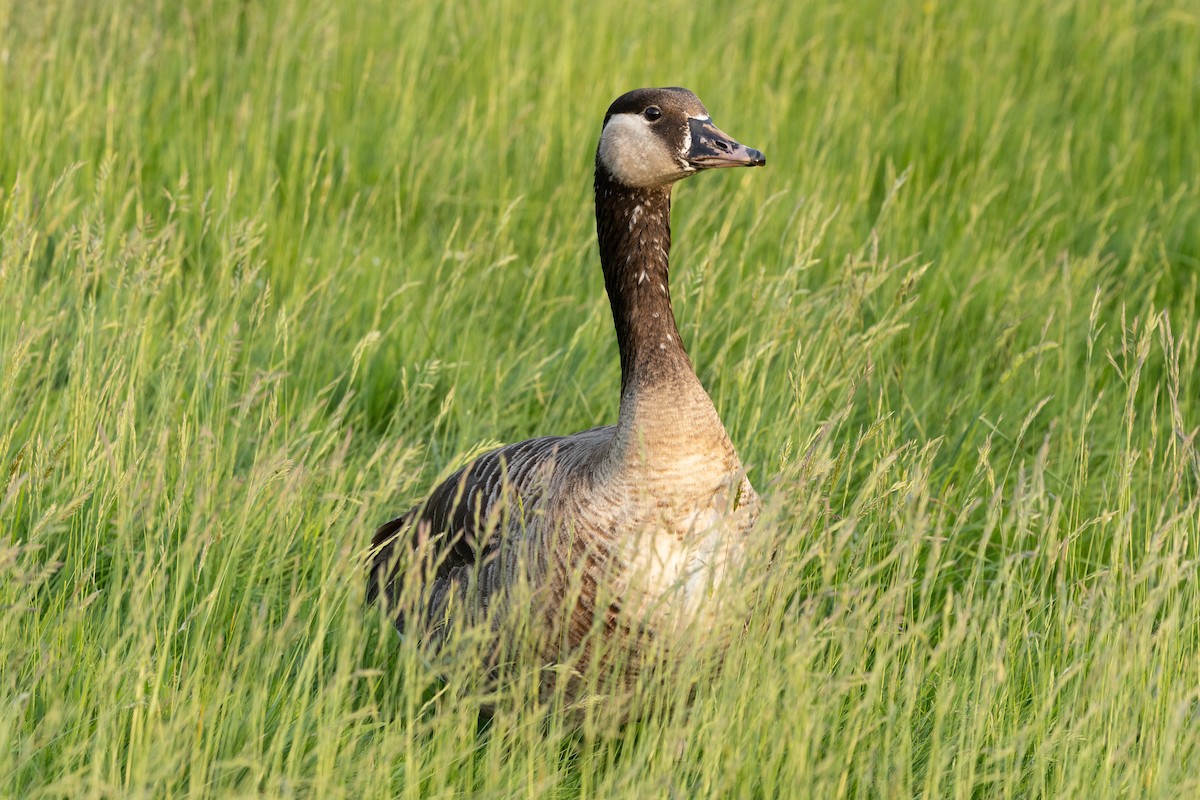 Graylag x Canada Goose (hybrid) - ML620631877