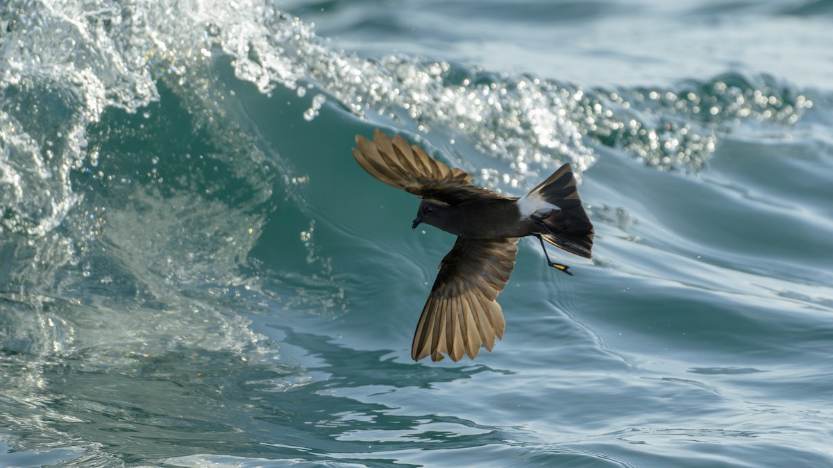 Wilson's Storm-Petrel - ML620631879