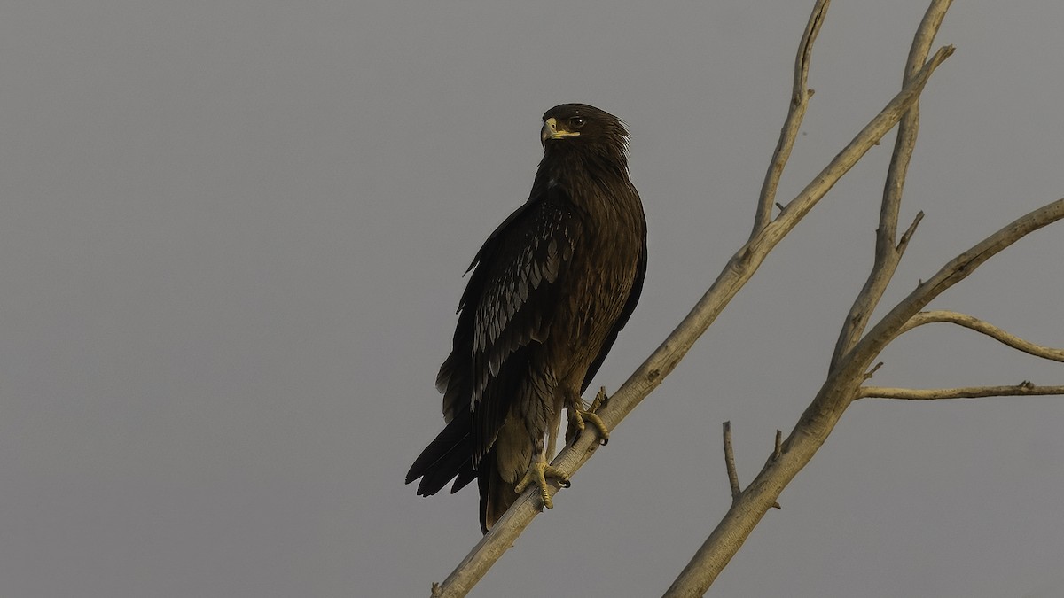 Águila Moteada - ML620631880