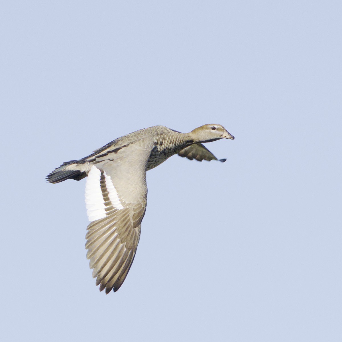 Canard à crinière - ML620631881