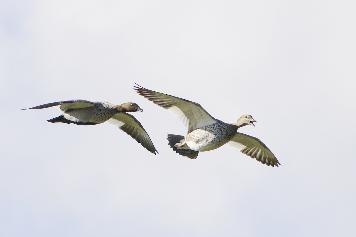 Canard à crinière - ML620631884